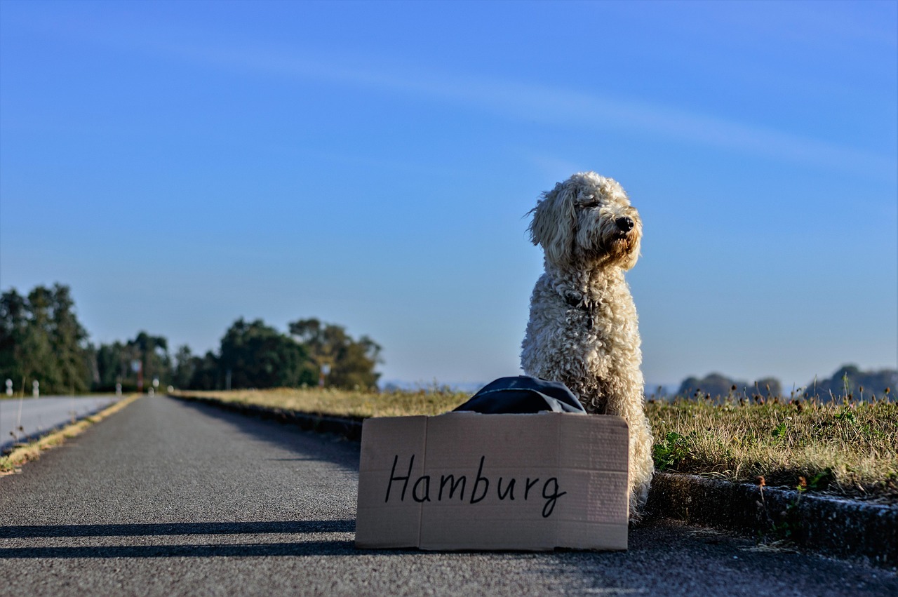 auto stoppeuse, faire du stop, chien, route, animal, animal de compagnie, voyager, marcheur, solitude, par auto stop, griffonnage doré, hambourg, allemagne, seule, en chemin, ascenseur