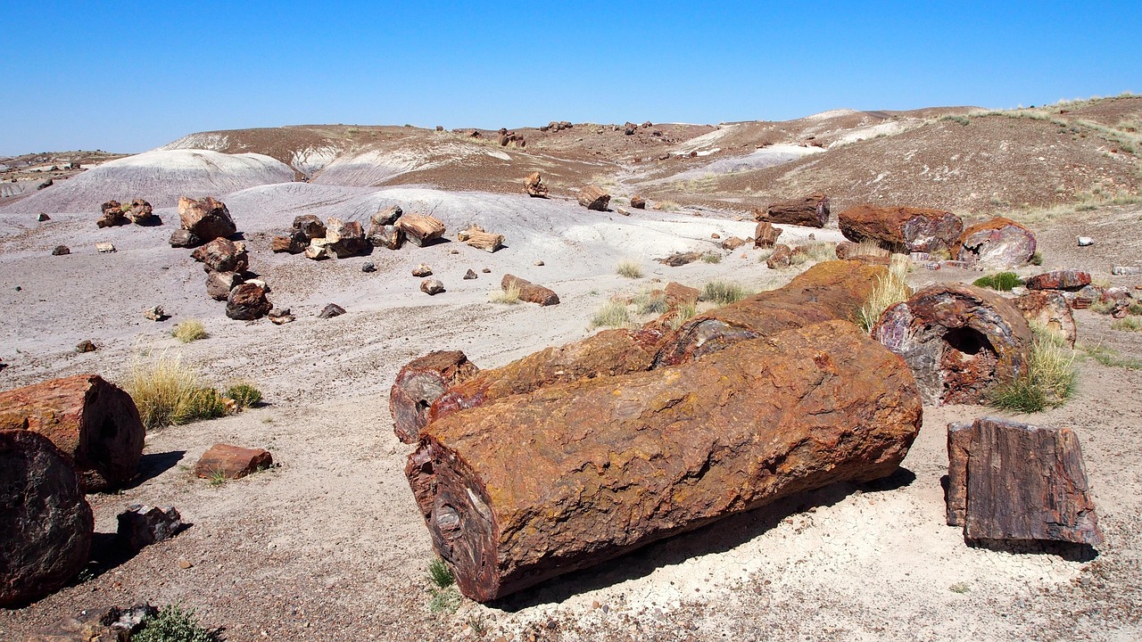bois pétrifié, arizona, bois, parc national, paysage, environnement