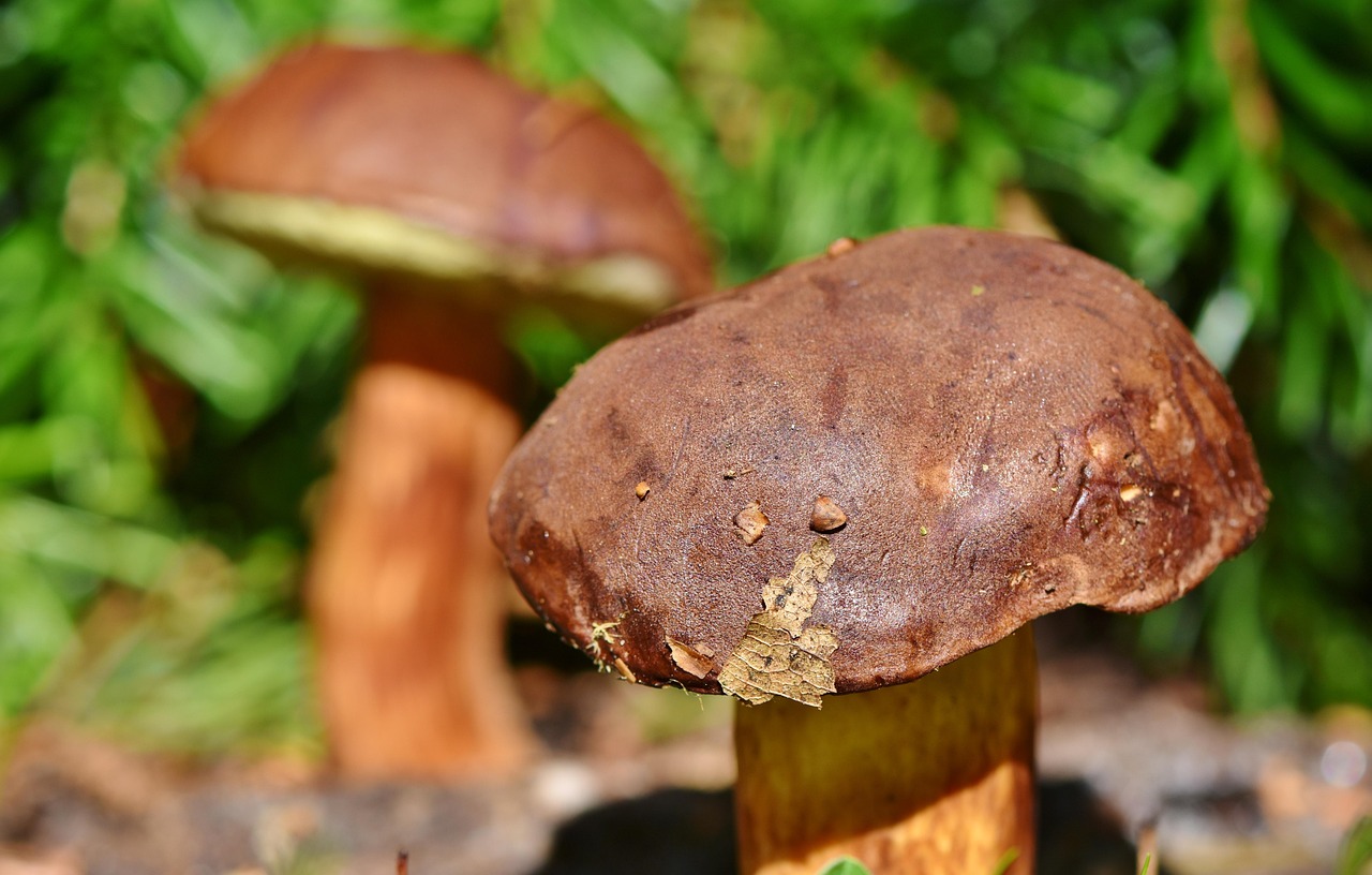 bolet de châtaigne, champignon, bolet, champignon comestible, champignon forestier, comestible, nature, fermer, champignon, champignon, champignon, champignon, champignon, bolet, bolet, bolet, champignon comestible