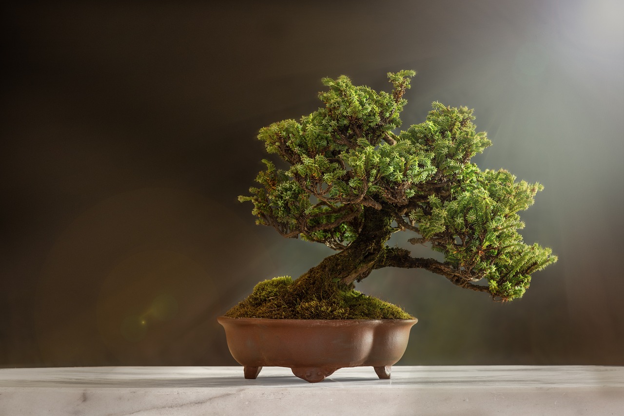 bonsaï, plantes, pot, arbre, feuilles, nature, un bonsai, décoratif