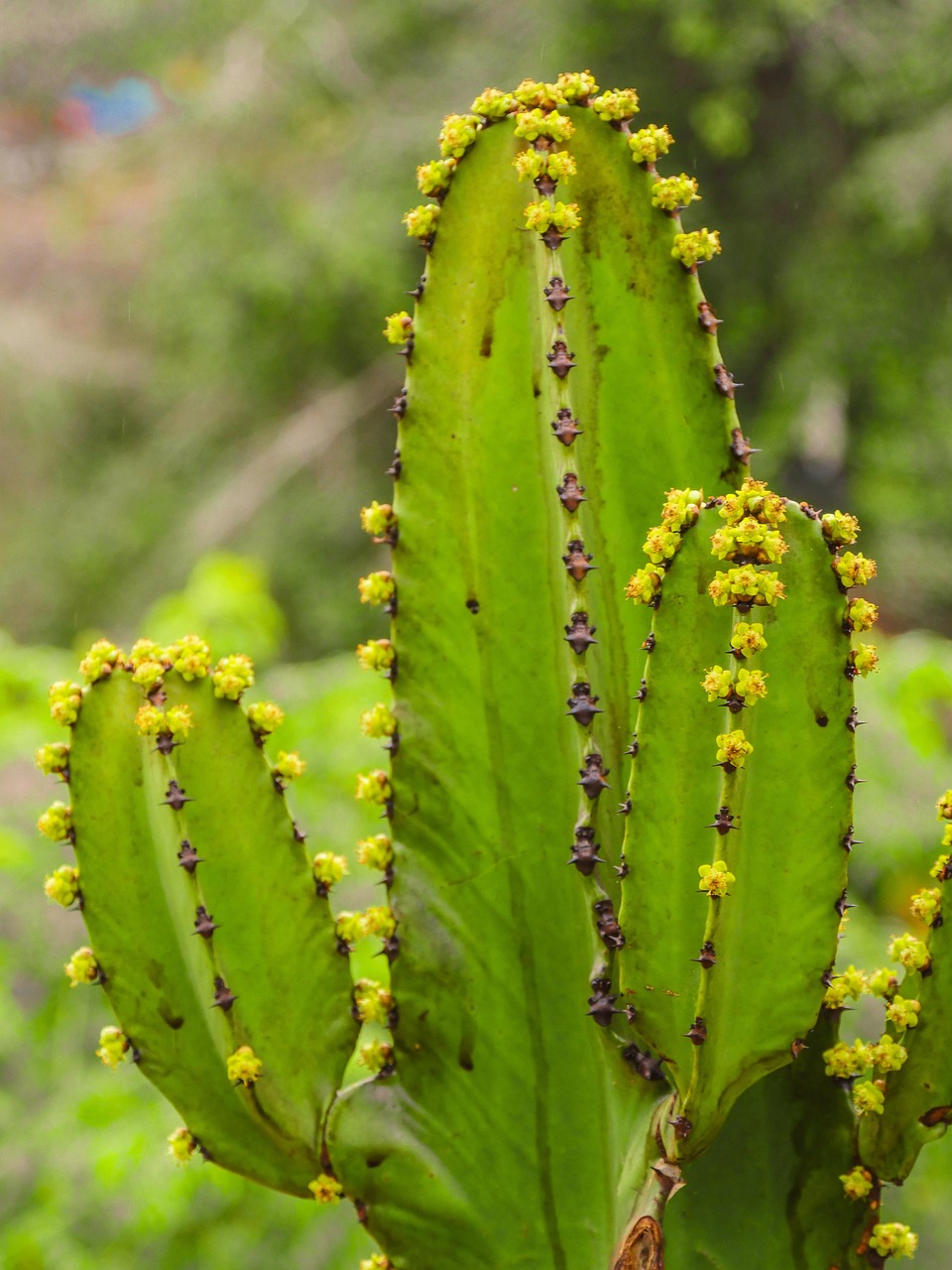 cactus, pousses, fleurs, piquer, plante de cactus, vert, jaune, épineux, les épines, pérou, amérique du sud
