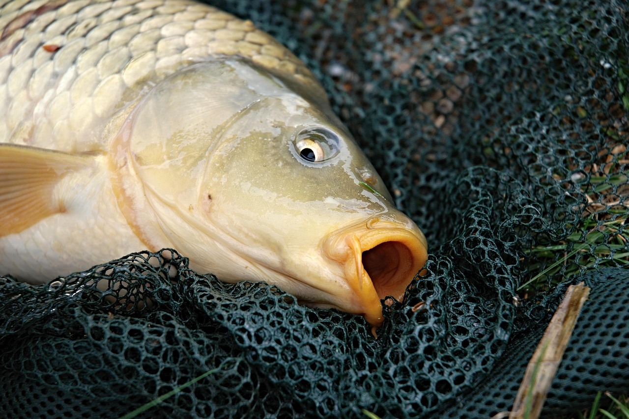 carpe, fromage, faire de la pêche, bohême du sud, poisson, nature, réfrigérateur