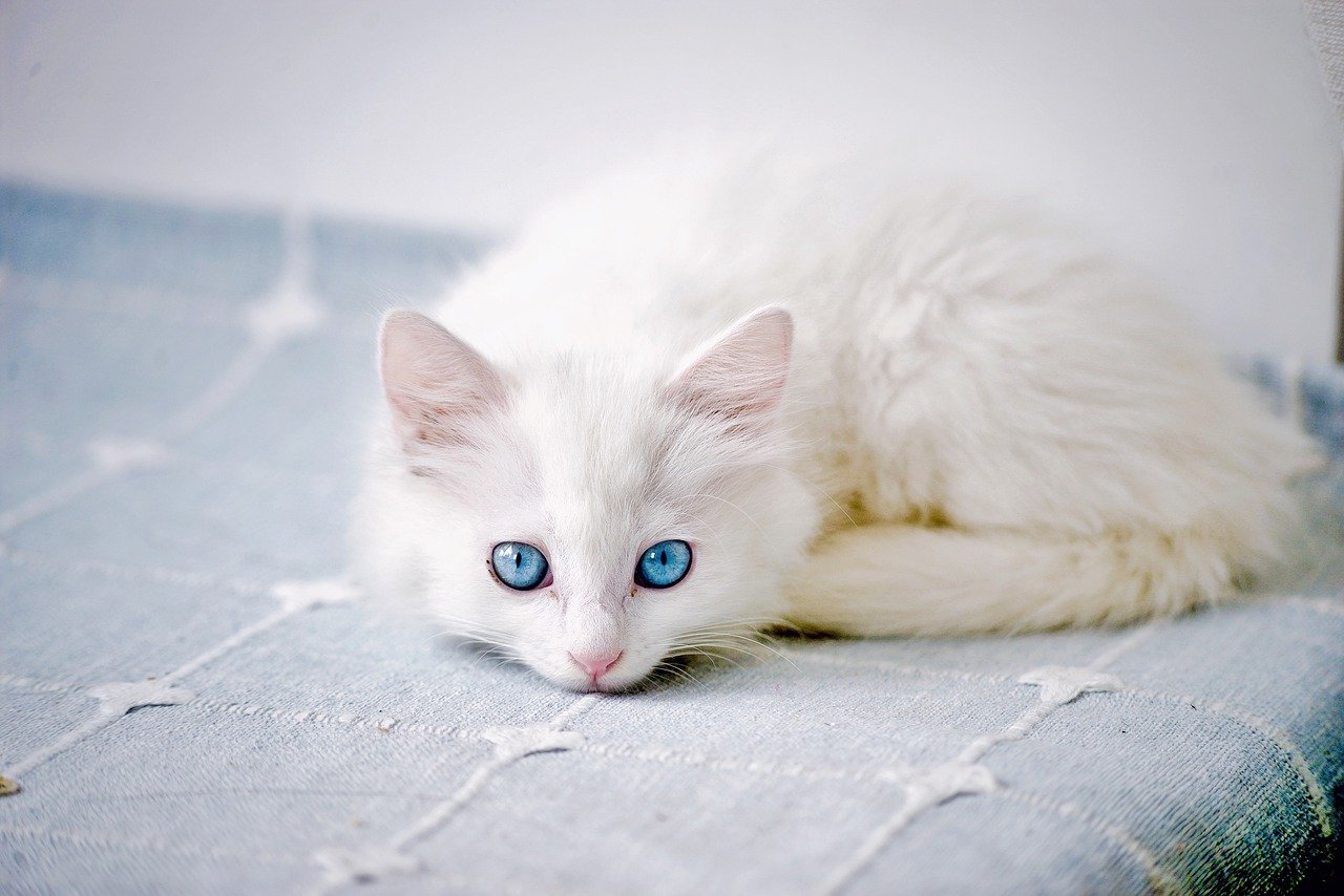 cat, chaton, chat blanc, mammifère, beau, portrait de chat, animaux domestiques, animal, chat mignon, yeux de chat, nature, animal de compagnie, poilu, photographie de chat, cheveux blancs, curieuse