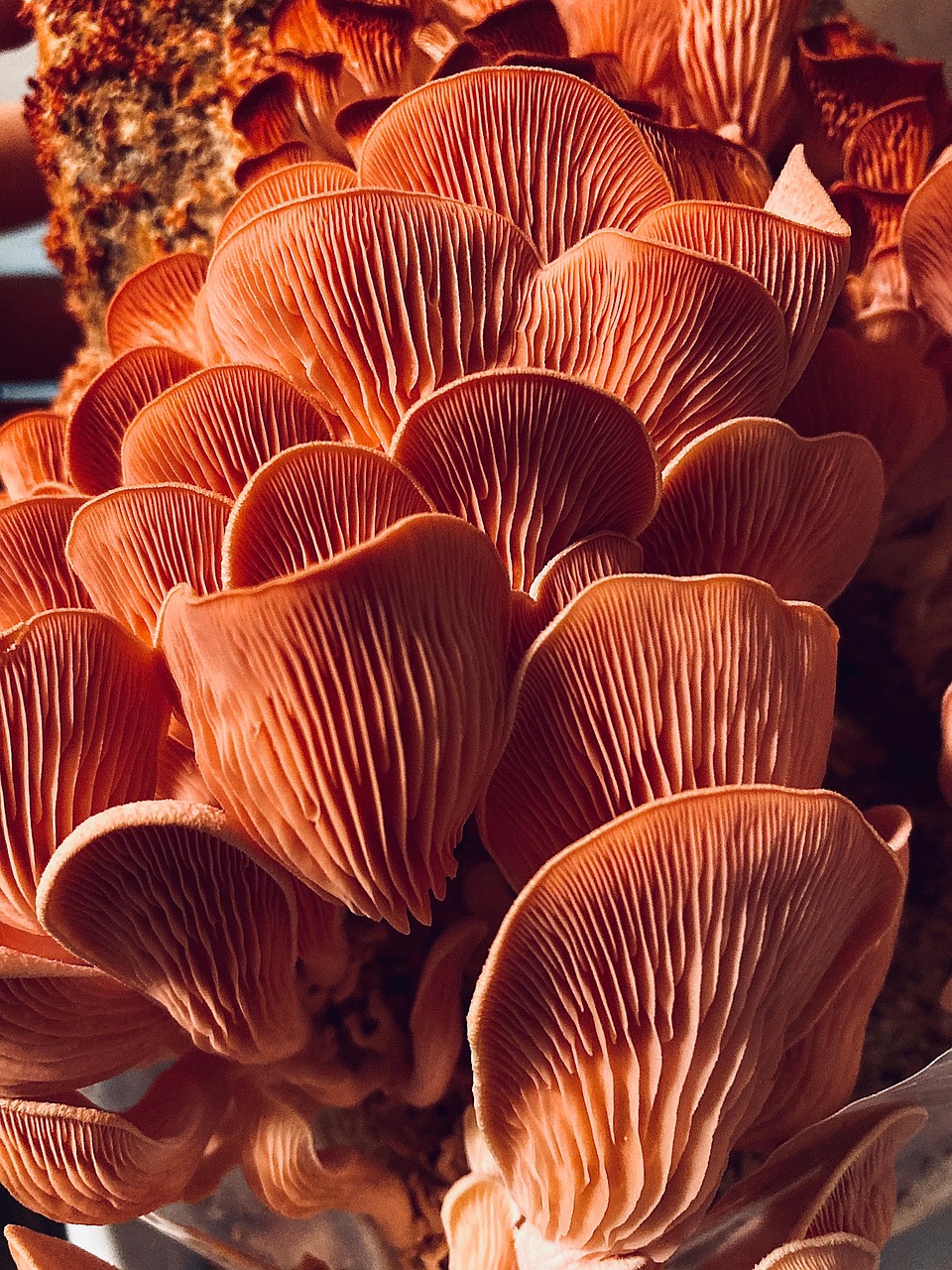 champignons, mycologie, pleurotacées, pleurotes roses, fermer