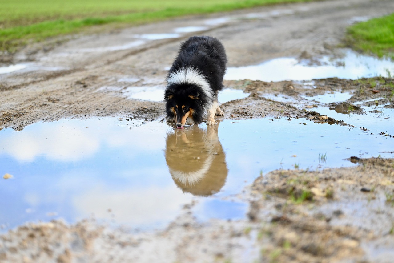 chien, shetland sheepdog, animal, flaque, réflexion, animal de compagnie, l'eau, nature, chien berger shetland tricotin