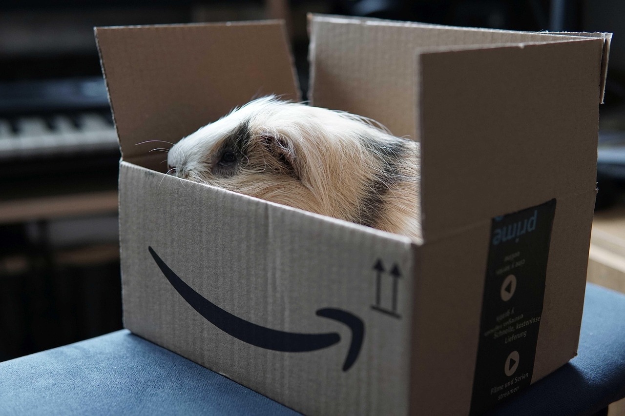 cochon d'inde, amazone, livraison, parcelle, affranchissement, animal de compagnie, boîte de livraison, paquet, livraison amazon, amazon prime, amazon prime, amazon prime, amazon prime, amazon prime, amazon prime