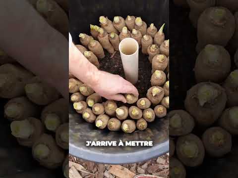 Faire pousser des Endives chez soi, c’est facile ! (Et même pas besoin de jardin.)