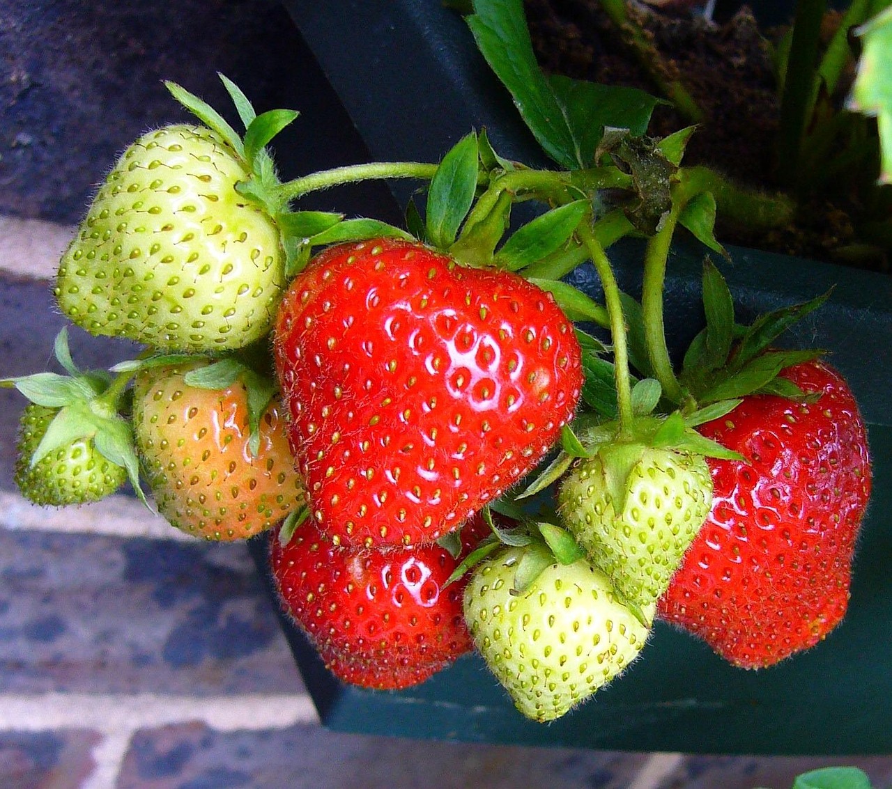 fraises, fraise, plants de fraises, faire pousser des fraises, fruits rouges, fruits d'été, fruit