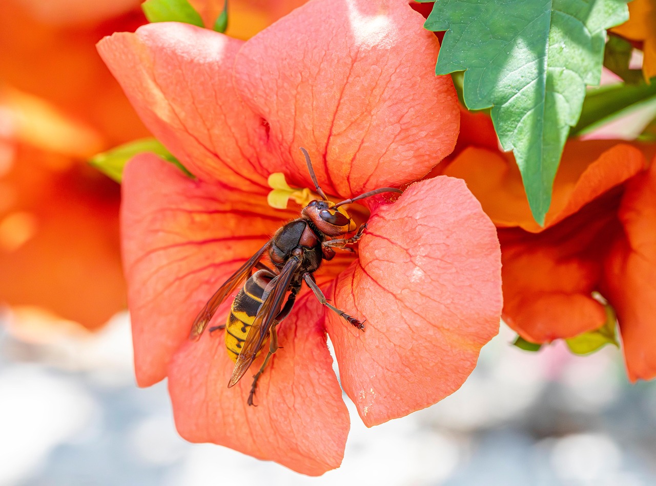 frelon européen, identification des frelons, un nid de frelons, piqûre d'insecte, comportement des frelons, habitat des frelons, cycle de vie du frelon, régime alimentaire des frelons, écologie des frelons, prédation par les insectes, espèce de frelon, colonie de frelons, morphologie du frelon, répartition des frelons, construction du nid, venin de frelon, lutte contre les insectes, conservation des frelons, recherche sur les frelons
