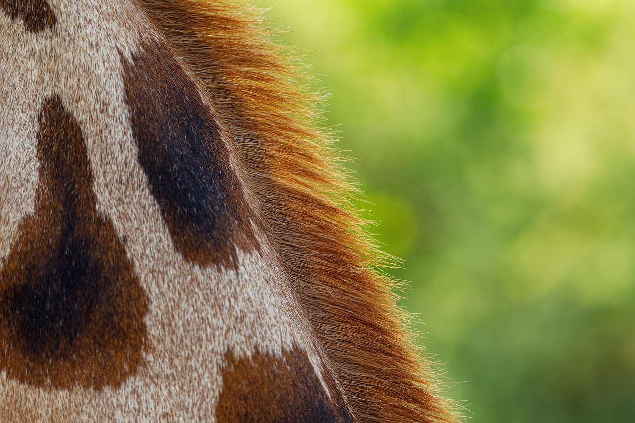 girafe, manteau, obligation, peau, animal, mammifère, nature, détail, sa