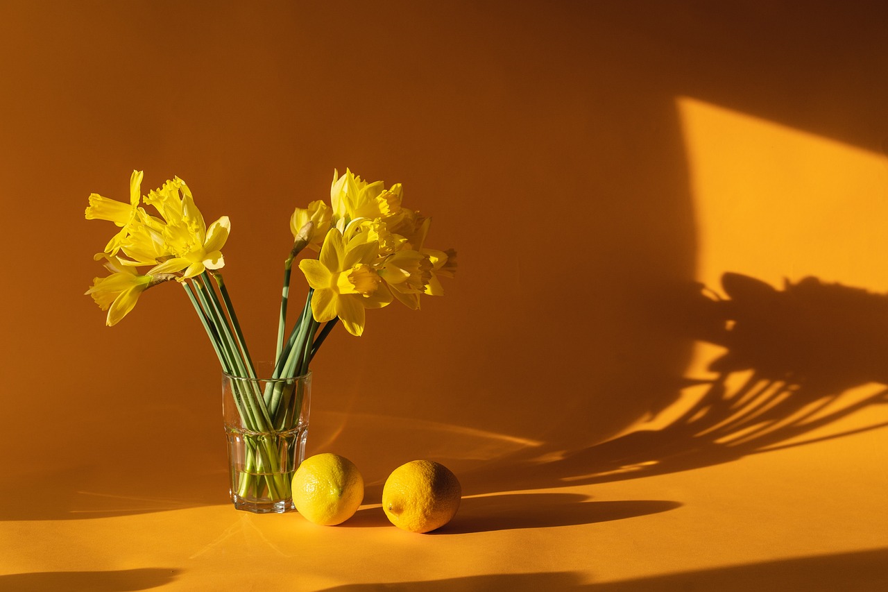 jonquilles, décoration pour la maison, jaune, citrons, jonquilles, jonquilles, jaune, jaune, jaune, jaune, jaune