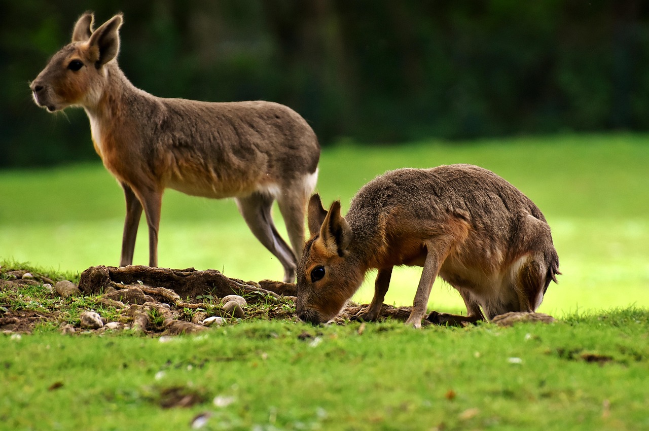 lapins de la pampa, animal sauvage, zoo, enceinte, tierpark hellabrunn