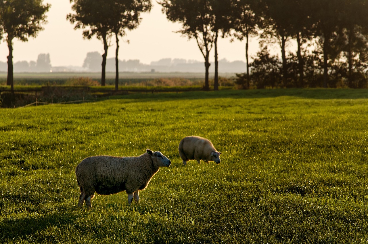 le mouton, des arbres, gazon, humidité, nature, lumière du soleil, rosée, scintillant, paysage