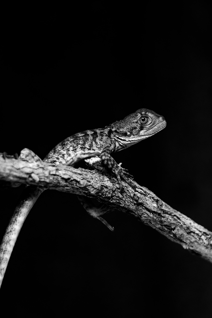 lézard, dragon de l'est de l'eau, nature, dragon d'eau, animal, reptile, balance, direction générale de la, coller, noir et blanc, fond d'écran de téléphone, papier peint esthétique