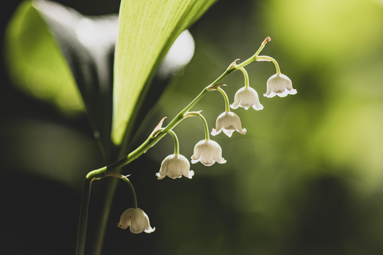muguet, flower background, fleurs blanches, petites fleurs, bloom, fleurir, flore, floriculture, belles fleurs, horticulture, botanique, nature, les plantes, plantes à fleurs, fermer, le printemps, cloche, fleurs, bokeh, fond d'écran hd, papier peint fleur