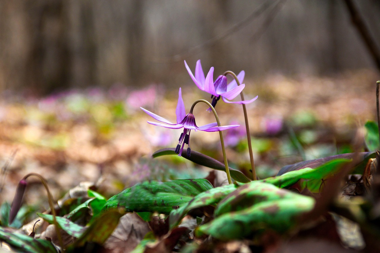 nature, feuille, plante, en plein air, saison, fleurs sauvages, printemps, montagne, comment faire, fleurs de printemps, vallée, fleur sauvage, petite fleur, république de corée, dans les bois