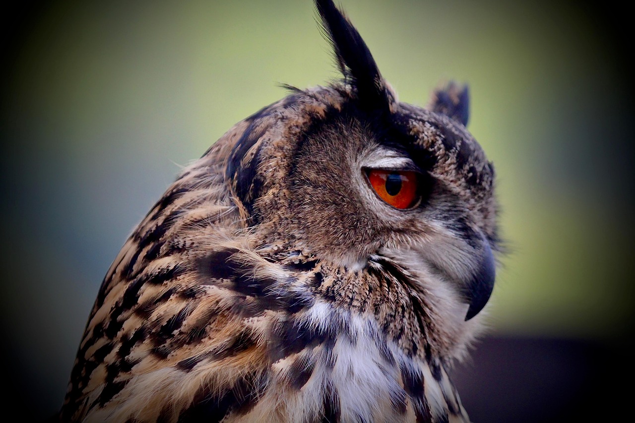 oiseaux de proie, hibou, oiseau, animal, plumage, la nature, yeux rouges, beauté