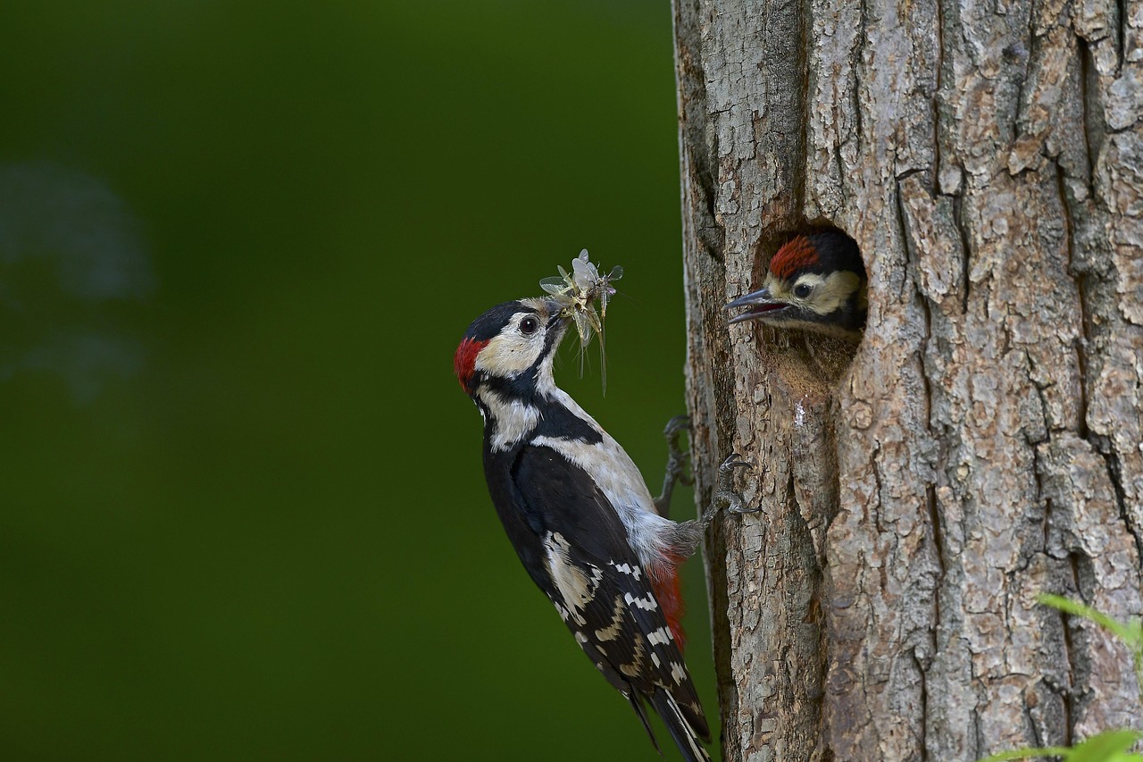 orange dur nous, couveuse, maman oiseau, jeune, éphémère, ce lieu