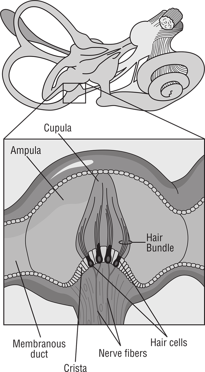 oreille interne, équilibre, humain, anatomie, organe, médicament, la balance des gris, gris médecine, gris homme, oreille interne, oreille interne, oreille interne, oreille interne, oreille interne