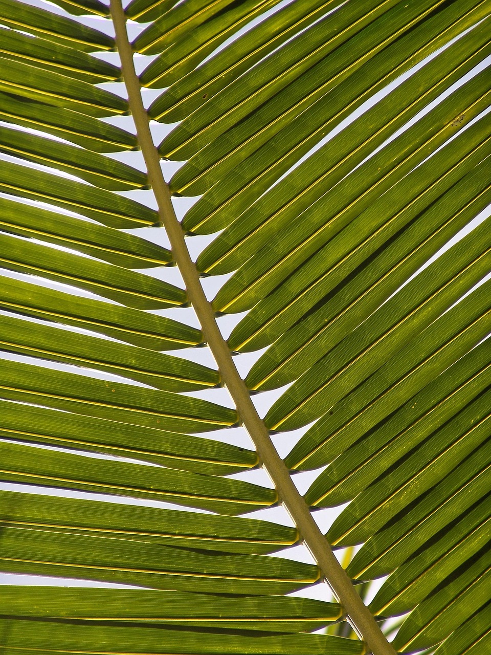 paume, fronde, feuille, exotique, palmier, feuilles de palmier, tropical, feuille de palmier, flore, nature, palmier, palmier, palmier, palmier, palmier