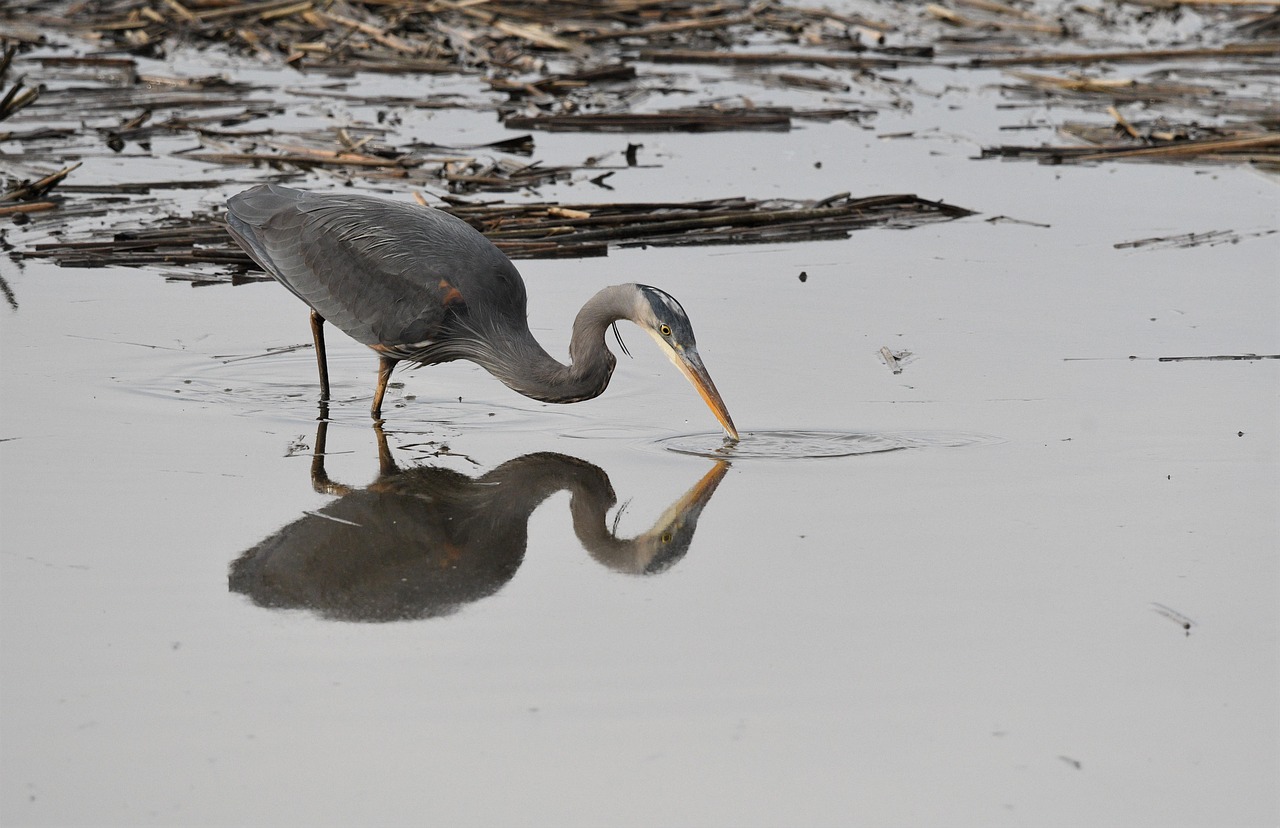 photographie d'oiseaux, des oiseaux, nature, faune, photographie animalière, observation des oiseaux, la photographie, les amateurs d'oiseaux, amoureux de la nature, animaux, oiseaux, nikon d500, extérieur, aviaire, puget sound, washington, héron bleu, faire de la pêche
