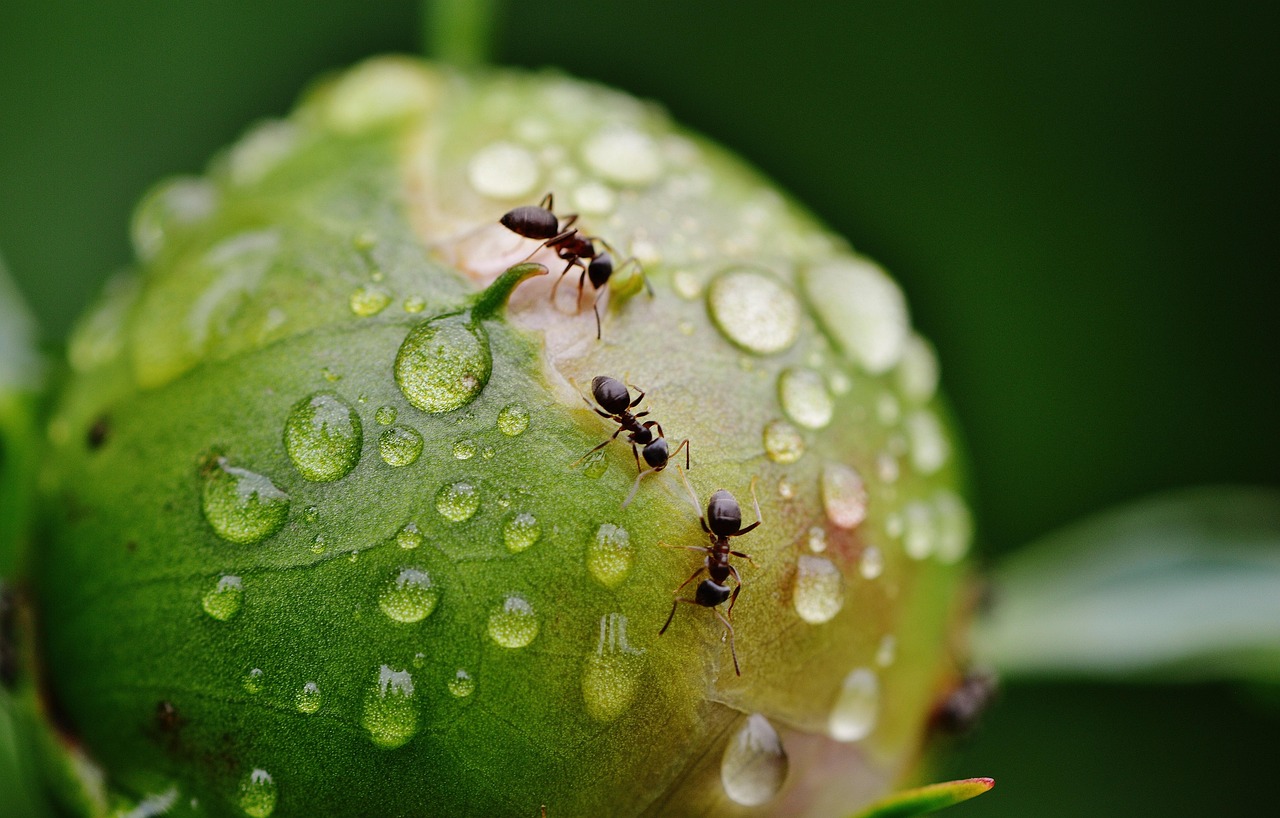 pivoine, bourgeon floral, fourmis, pluie, gouttes de pluie, nature, macro, insectes, fermer, fourmis, fourmis, fourmis, fourmis, fourmis, pluie, pluie, insectes, insectes, insectes