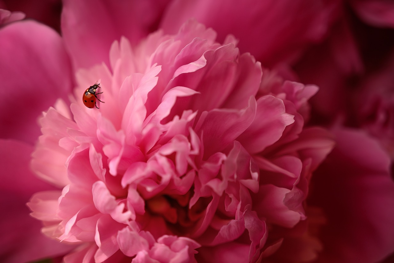 pivoine, rose, dieu, coccinelle, macro, pivoine, pivoine, pivoine, pivoine, pivoine