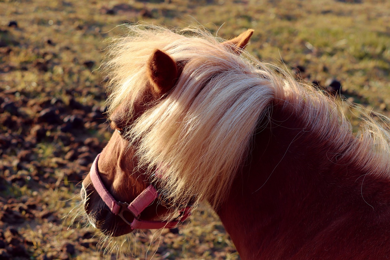 poney, crinière, cheval, équidé, nature, en crins de cheval, licou, paddock