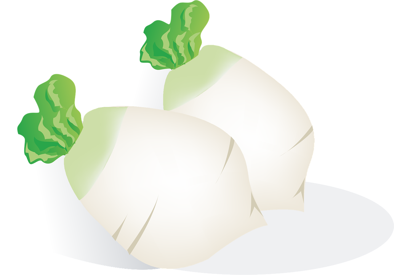 radis, des légumes, aliments, repas, plante, en bonne santé, radis blanc, nature, blanche, mai navets, raphanus, brassicaceae, snack bavarois, l'heure du pain, radi