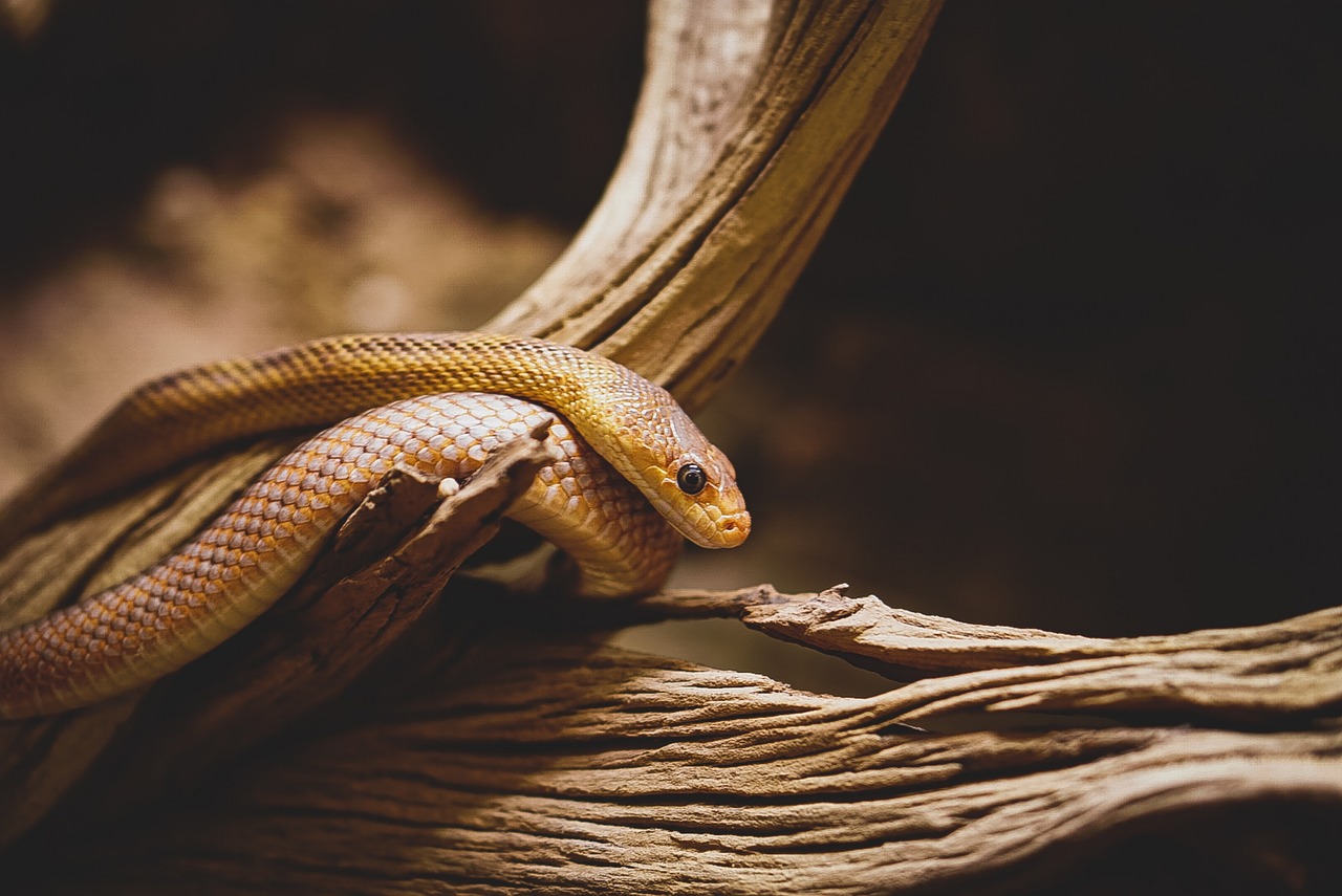 serpent, reptile, animal, échelle, faune, portrait, diriger, tête de serpent, poison, venimeux, sang froid, nature, région sauvage, serpent, serpent, serpent, serpent, serpent