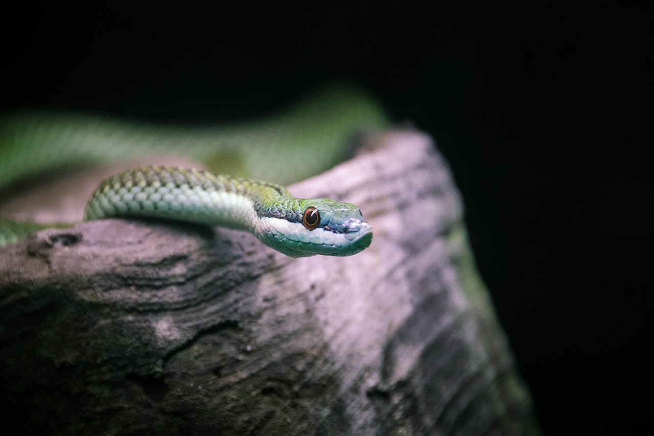 serpent, reptile, animal, nature, balance, portrait, diriger