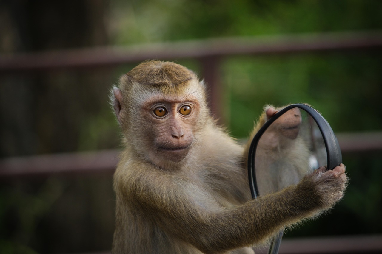 singe, nature, miroiter, mise en miroir, zoo, animal