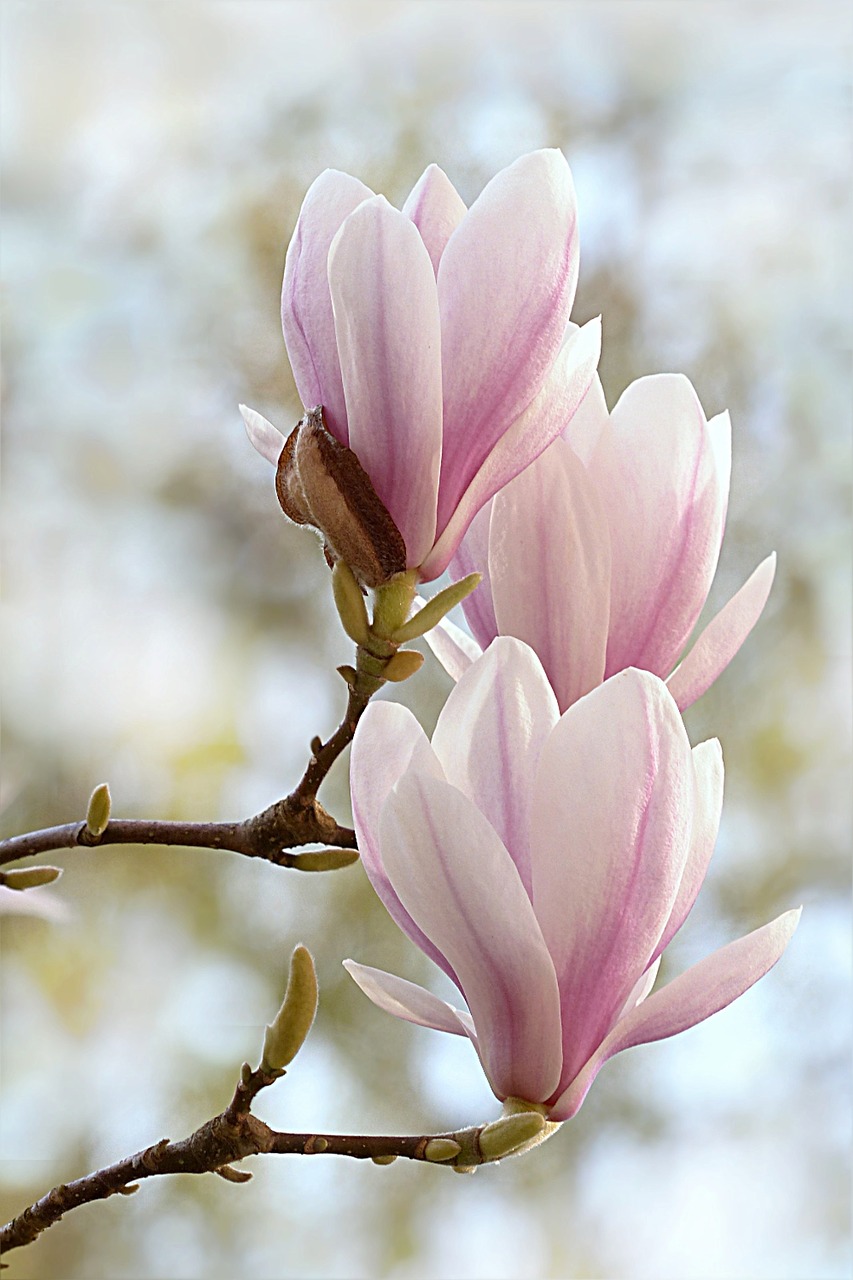 tulipe magnolia, magnolia x soulangiana, arbre, nature, le printemps, veuillez faire pivoter la photo