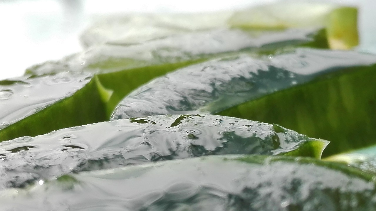 aloe, l'aloe vera, feuille d'aloe vera, couper la feuille d'aloès