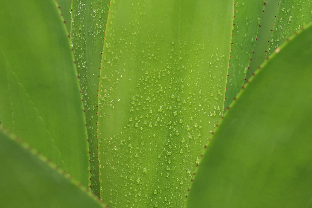 aloès, vert, rosée, feuille, nature, épine, goutte de pluie