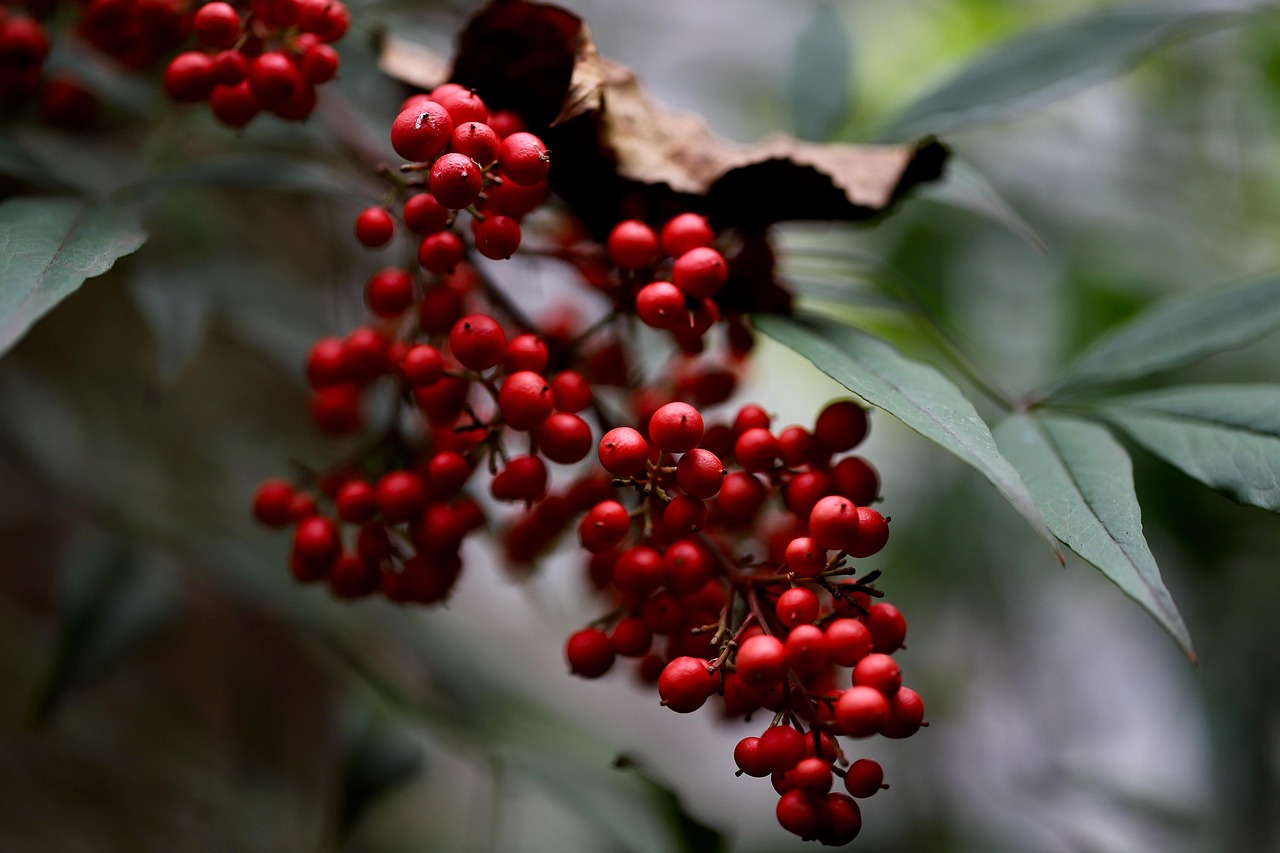 bambou céleste, nandine domestique, bambou sacré, nandina, baie, arbuste, plante, la nature, bambou sacré chinois, fermer