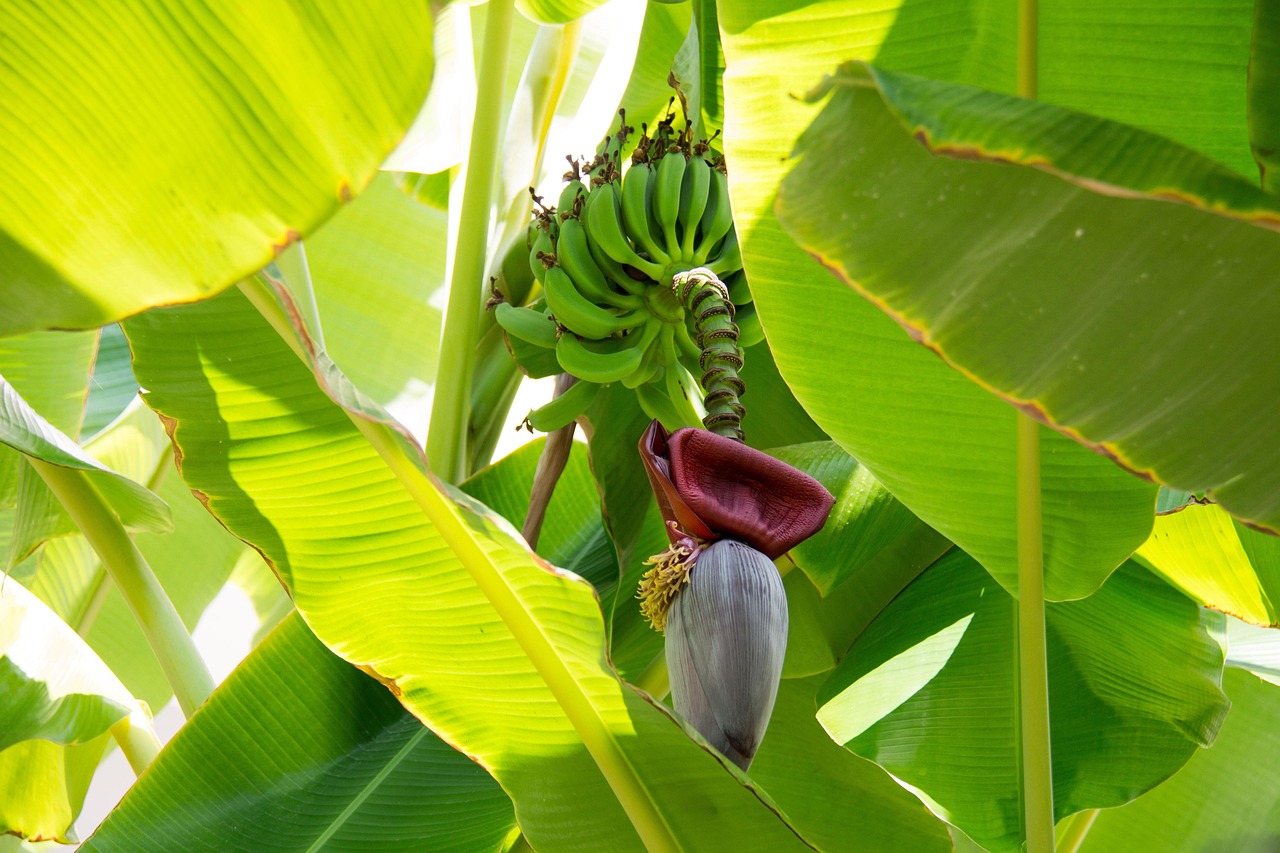 banane, nature, plante, bananier, inflorescence, vert