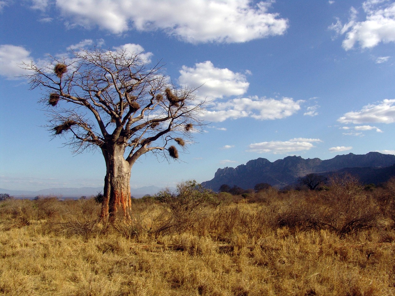 baobab, afrique, nature, baobab dino, arbre