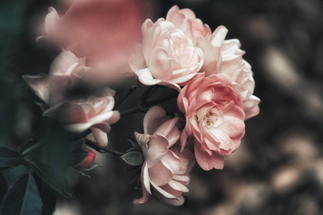 buisson, flower background, rosier, des roses, une rose, rose, fermer, nature, fond d'écran fleur, romantique, romance, belles fleurs, floral, fleurs