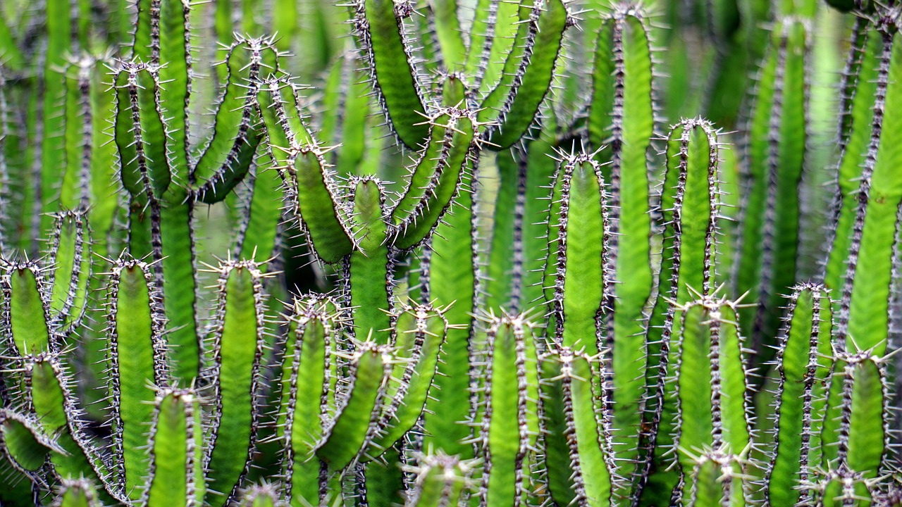 cactus, vert, épineux, aiguilles, aiguilles de cactus, cactus plantes, nature, les plantes, les épines, tranchant, plantes succulentes, jardin, botanique, arizona, cactus, cactus, cactus, cactus, cactus