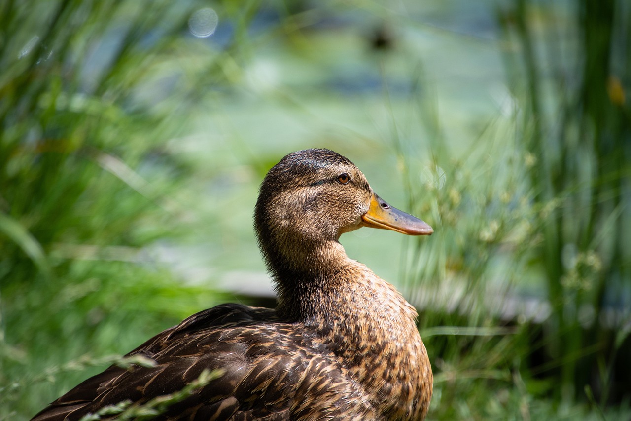 canard, colvert, oiseau, oiseau d'eau, plumage brun, nature, ornithologie, faune, fond d'oiseau, papier peint oiseau