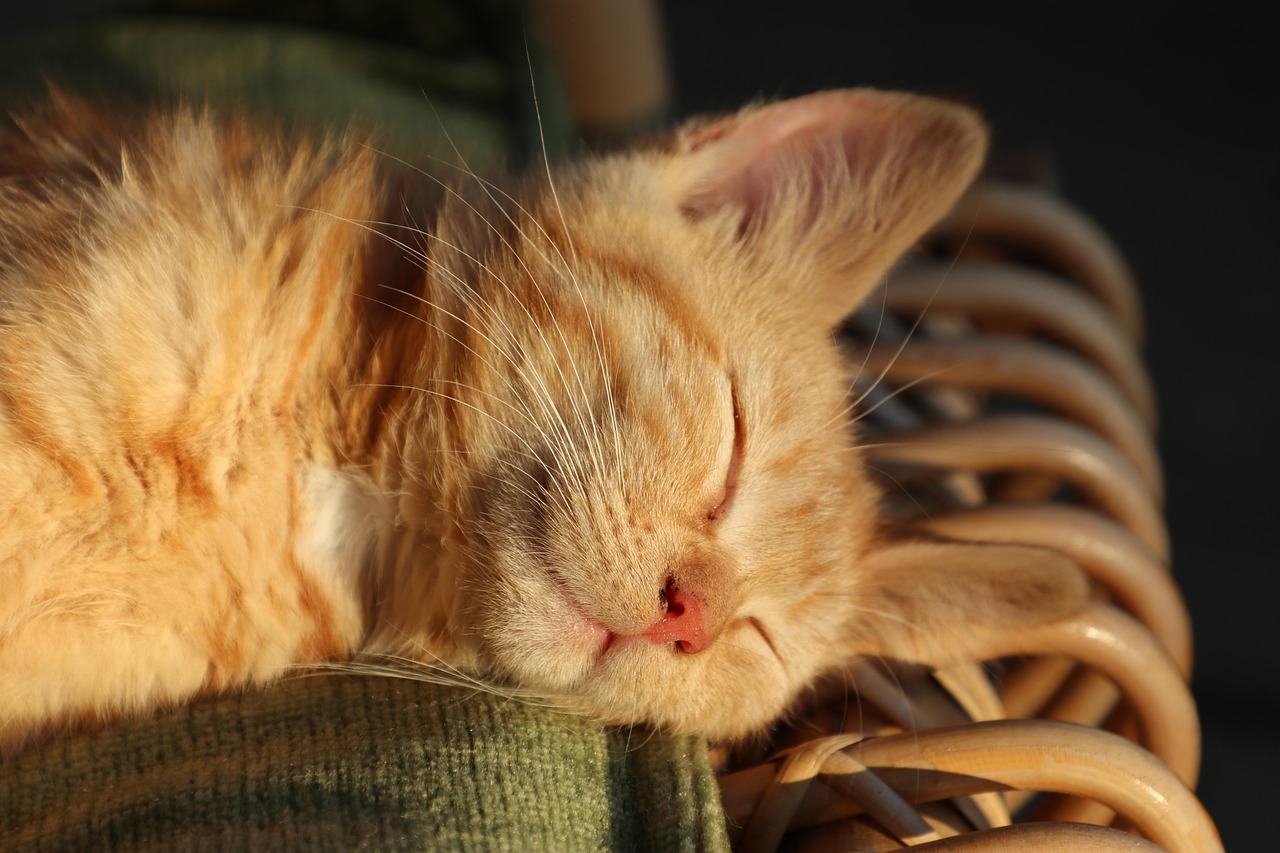 cat, animal domestique, chat mère, endormi, animal de compagnie, dort, fatigué, nature, colocataire, animal, femme