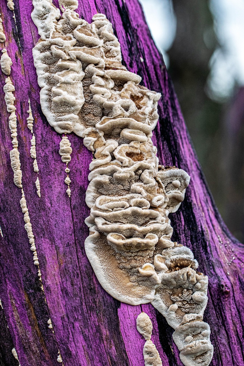 champignon, bois, pourrir, violet, nature