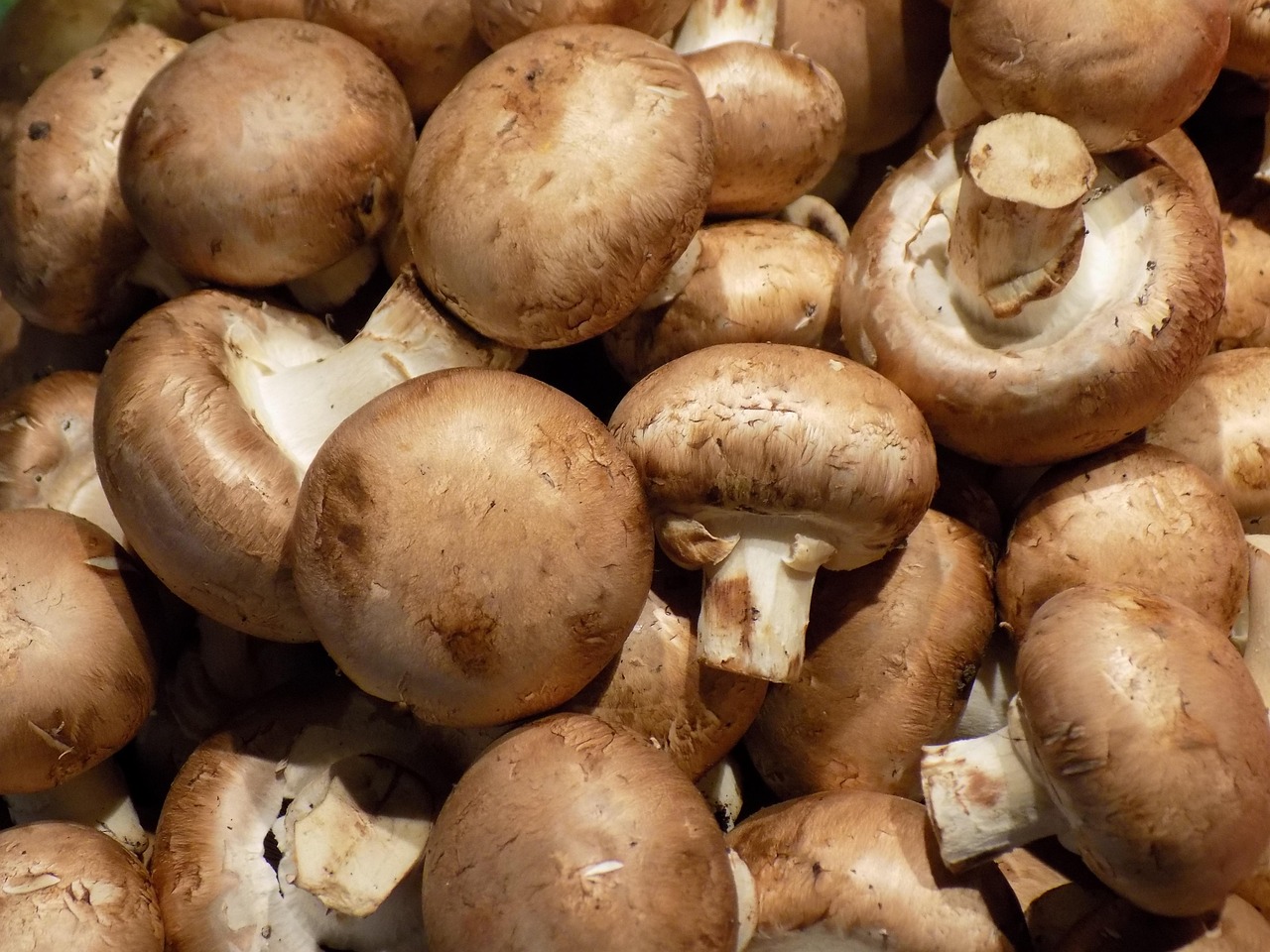 champignon, champignons, aliments, le champignon de paris, nutrition