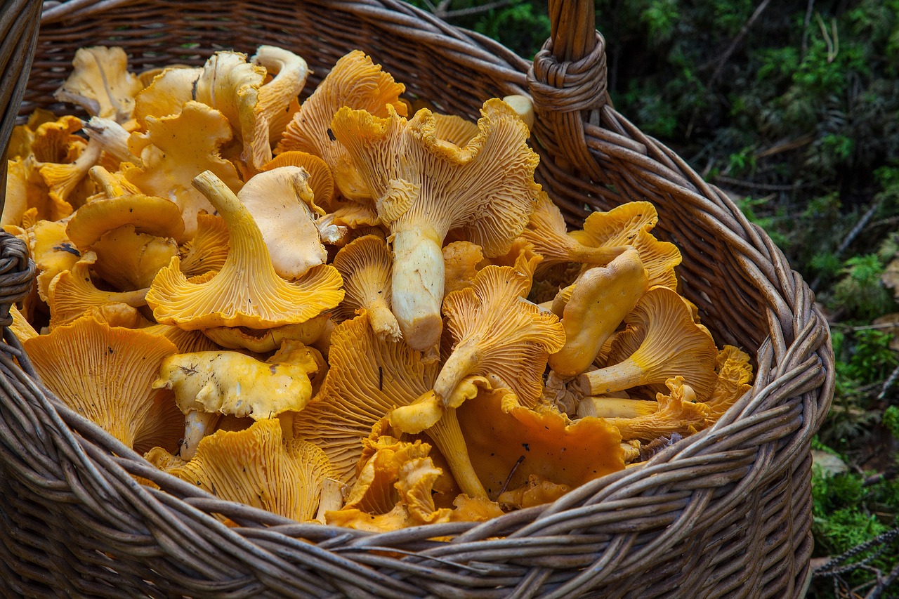 champignon, éponge, corbeille, girolles, cueillette de champignons, jaune champignons, comestible, champignons comestibles, champignon, champignon, champignon, champignon, champignon