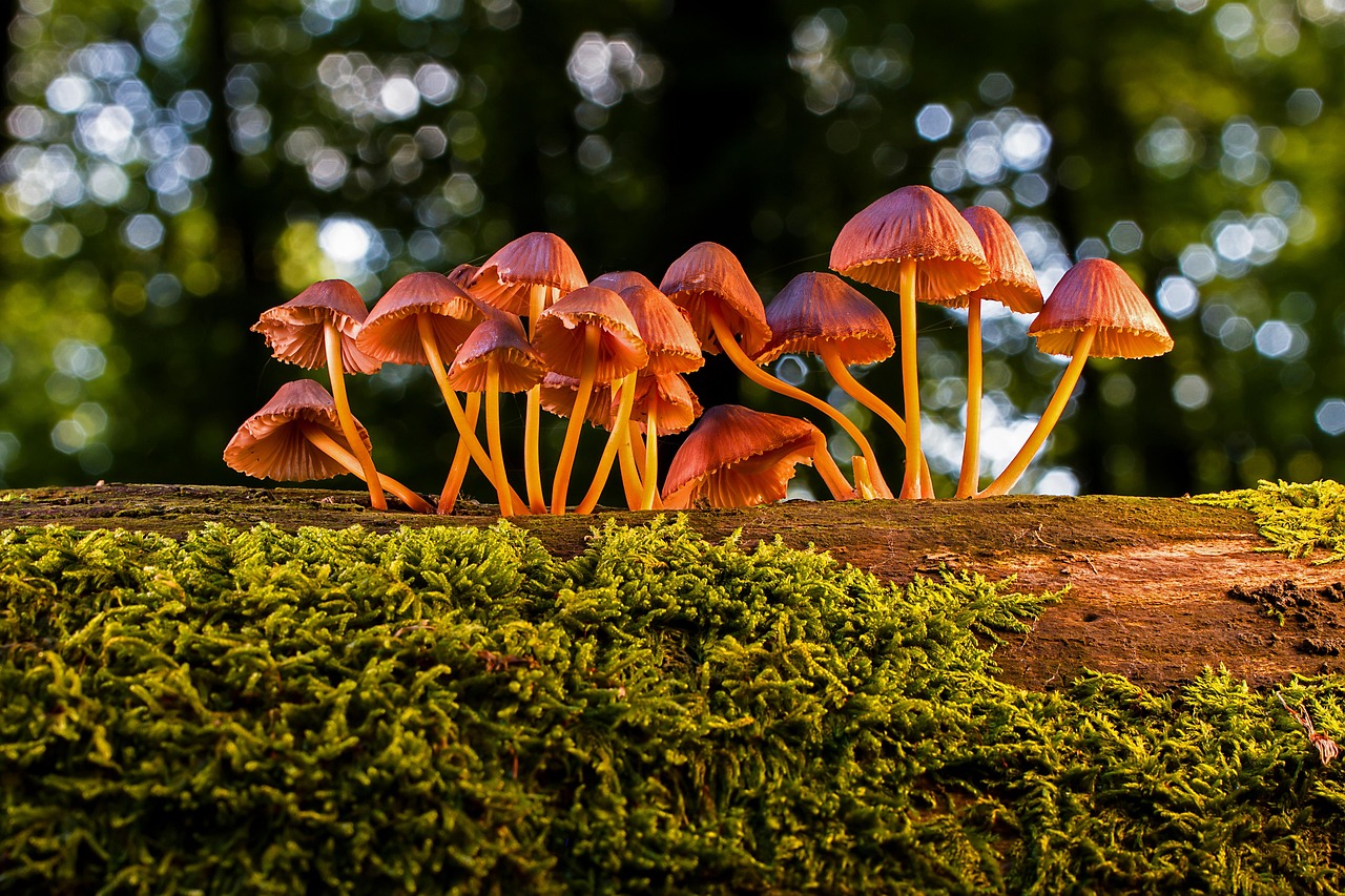 champignons, champignon, champignon vénéneux, comestible, agaric, champignons, champignons, champignon, champignon, champignon, champignon, champignon