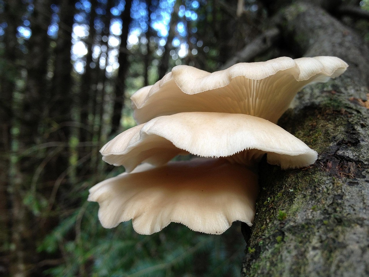 champignons, champignon, tronc d'arbre, forêt, les bois, nature, sauvage, pleurotes, pleurotus, support, support de champignons, fermer, champignon sauvage, pleurotes, pleurotes, pleurotes, pleurotes, pleurotes