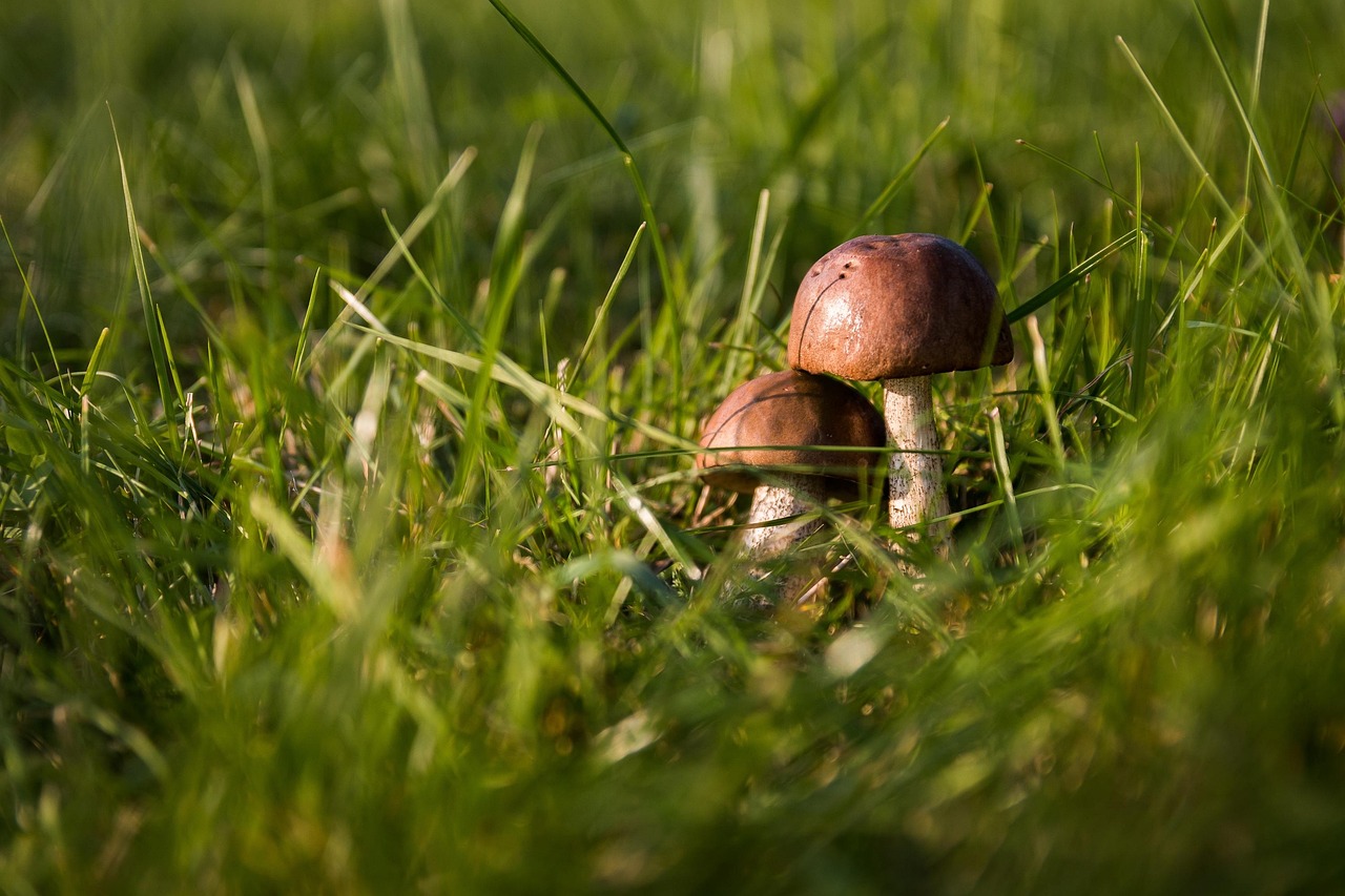 champignons, gazon, champignons sauvages, spore, éponge, nature, champignon, fructification, espèces fongiques, espèces de champignons, mycologie, sur le terrain