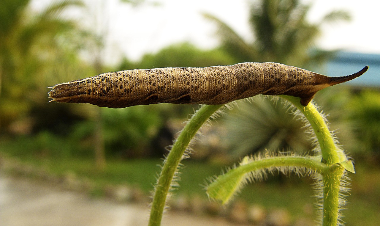 chenille, brun, comment un rameau