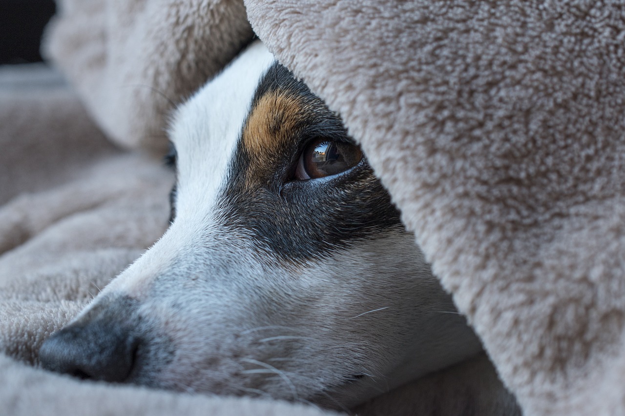 chien, jack russel, dormir, animal de compagnie, regard, terrier, nature, mignon, russel, jack, museau, animal, canin